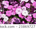 Flower pink purple 23869727