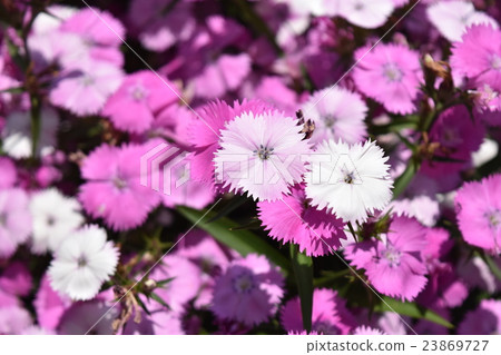 Flower pink purple Flower pink purple 23869727