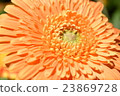 Flowers Orange bloom 23869728