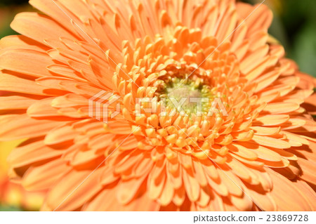 Flowers Orange bloom Flowers Orange bloom 23869728
