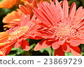 Flowers Orange bloom 23869729