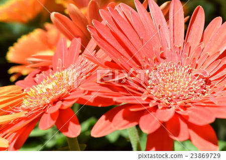Flowers Orange bloom Flowers Orange bloom 23869729