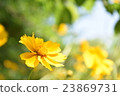 Flower yellow yellow 23869731
