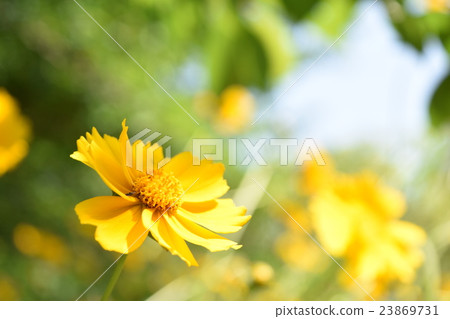 Flower yellow yellow Flower yellow yellow 23869731
