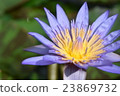 Water lily flowers 23869732