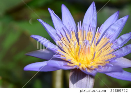 Water lily flowers Water lily flowers 23869732