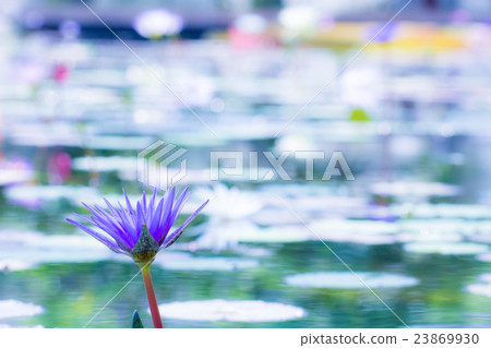 Water lily 23869930