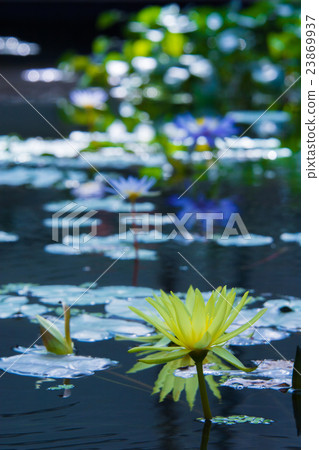 Water lily 23869937