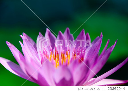 Water lily Water lily 23869944