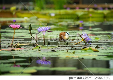 Water lily 23869949