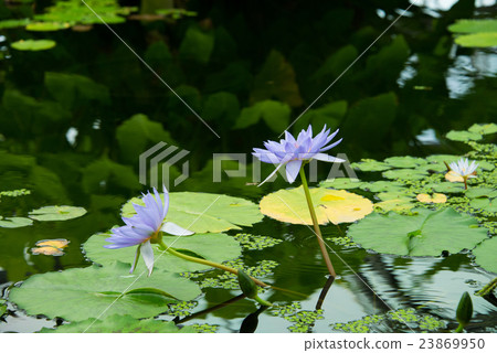 Water lily 23869950
