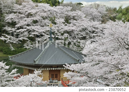 安倍Fumimuin櫻桃樹 23870052