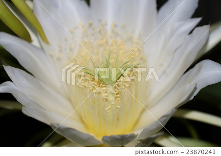 Dragonflut鮮花 23870241