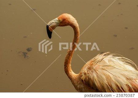 The American subspecies of Caribbean Flamingo The American subspecies of Caribbean Flamingo 23870387