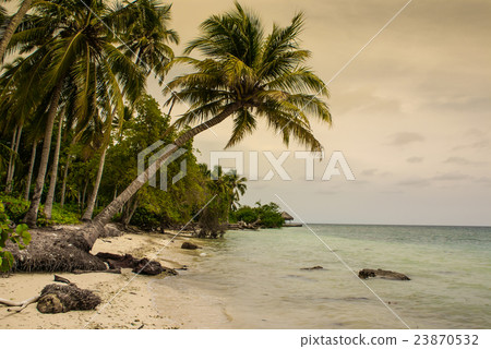 palm trees on tropical beach in the colombia palm trees on tropical beach in the colombia 23870532