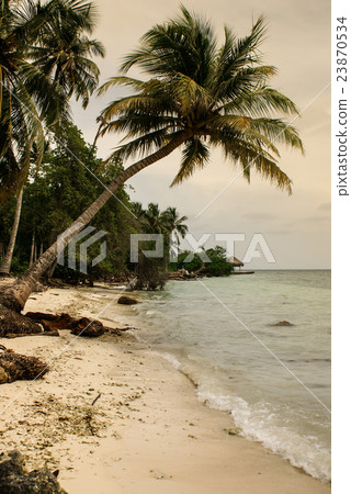 palm trees on tropical beach in the colombia 23870534