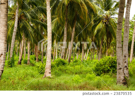 palm trees on tropical beach in the colombia palm trees on tropical beach in the colombia 23870535