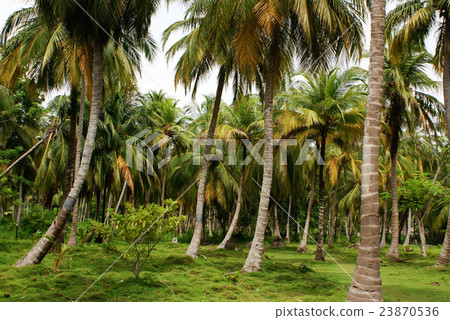 Green Palm Forest in Colombian Island Mucura Green Palm Forest in Colombian Island Mucura 23870536