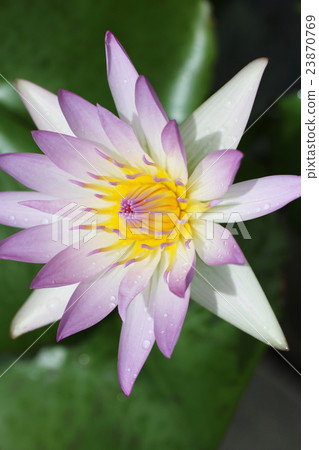 Hizjikusa的花 Hizjikusa的花 23870769