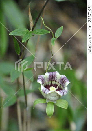 Turunjin Turunjin 23871084