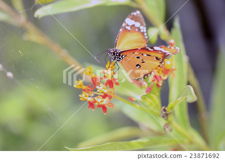 金斑蝶 23871692