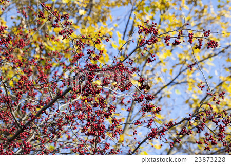 Rowan berries Rowan berries 23873228