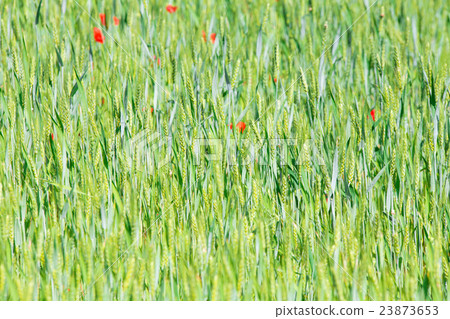 Green wheats in the field 23873653