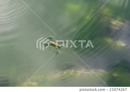Amenbo in the spring pond Amenbo in the spring pond 23874267