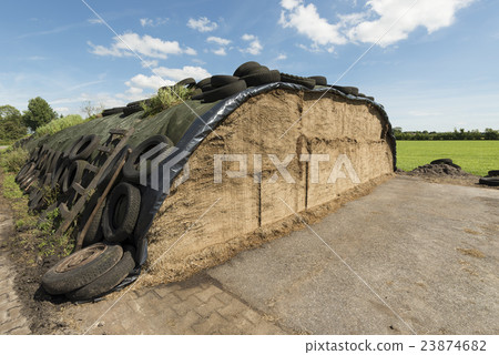 Ensilage on a dairy farm. 23874682