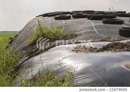 Ensilage on a dairy farm. 23874689
