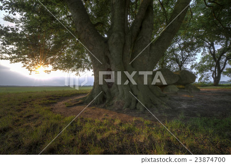 Historical dolmen in the Netherlands. Historical dolmen in the Netherlands. 23874700