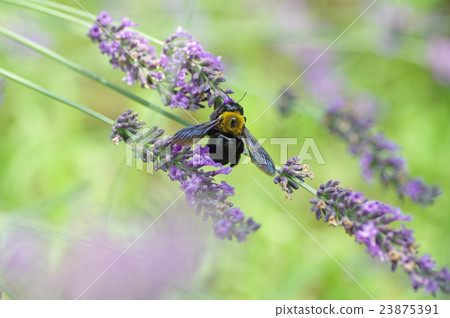 Lavender and bear Lavender and bear 23875391