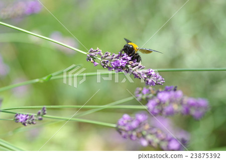 Lavender and bear Lavender and bear 23875392