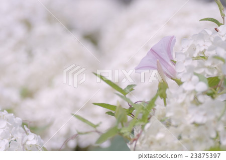 繡球花和Hirugao 繡球花和Hirugao 23875397