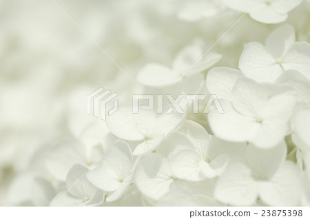 繡球 繡球 23875398