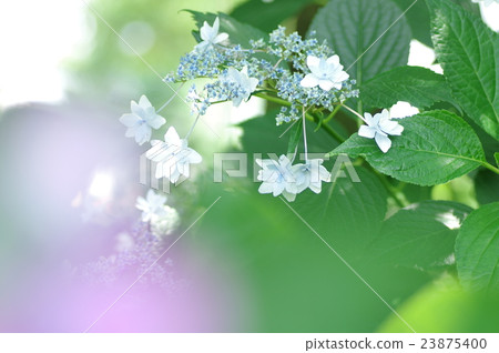 Hydrangea 23875400