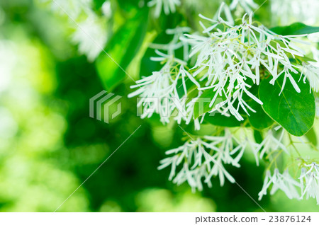 Hutsubutago（Nanja Monja） 23876124