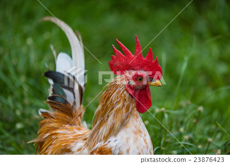 Beautiful chicken in garden Beautiful chicken in garden 23876423