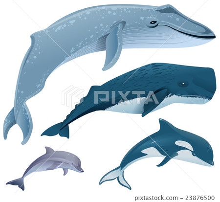 Set marine mammals. Blue whale, sperm whale Set marine mammals. Blue whale, sperm whale 23876500