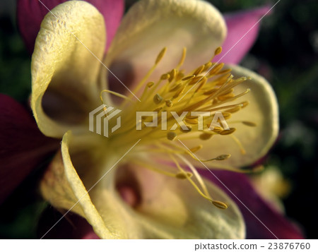 aquilegia 23876760