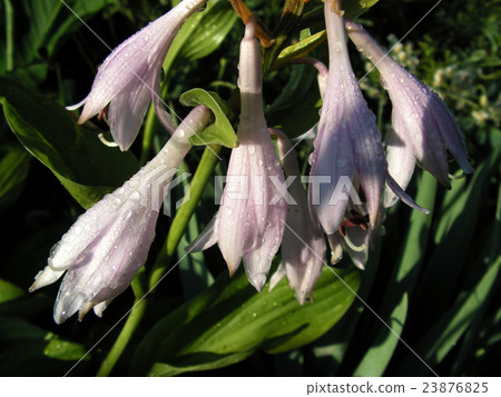 hosta hosta 23876825