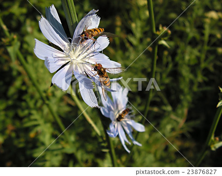 nature nature 23876827