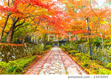 Kimpo-ji寺廟秋葉 Kimpo-ji寺廟秋葉 23876993