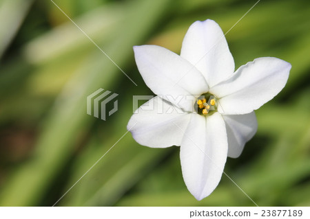 Hananilla 23877189