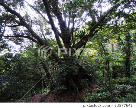 Mikurajima Nango的Ogji Mikurajima Nango的Ogji 23877641