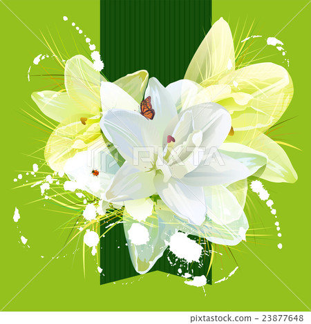Flower white lily for greeting card Flower white lily for greeting card 23877648