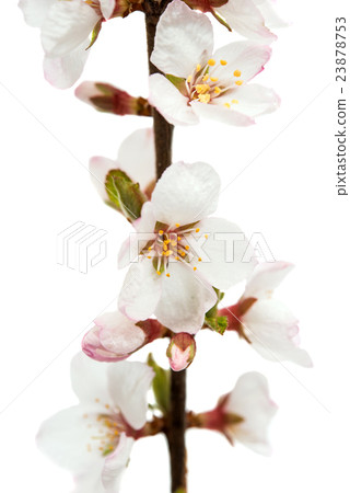 branch with cherry flowers 23878753