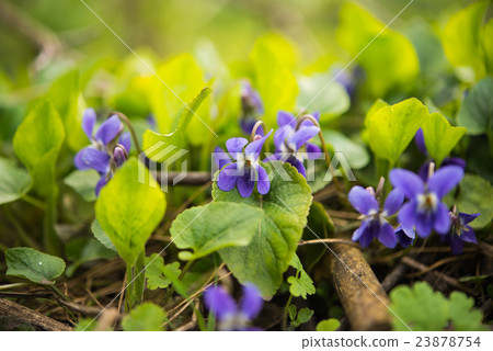 violet flower growing 23878754