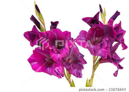 purple gladiolus isolated purple gladiolus isolated 23878843