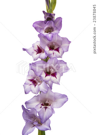 purple gladiolus isolated 23878845